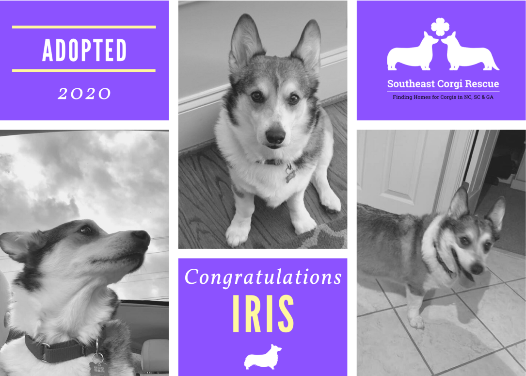 Iris adoption announcement